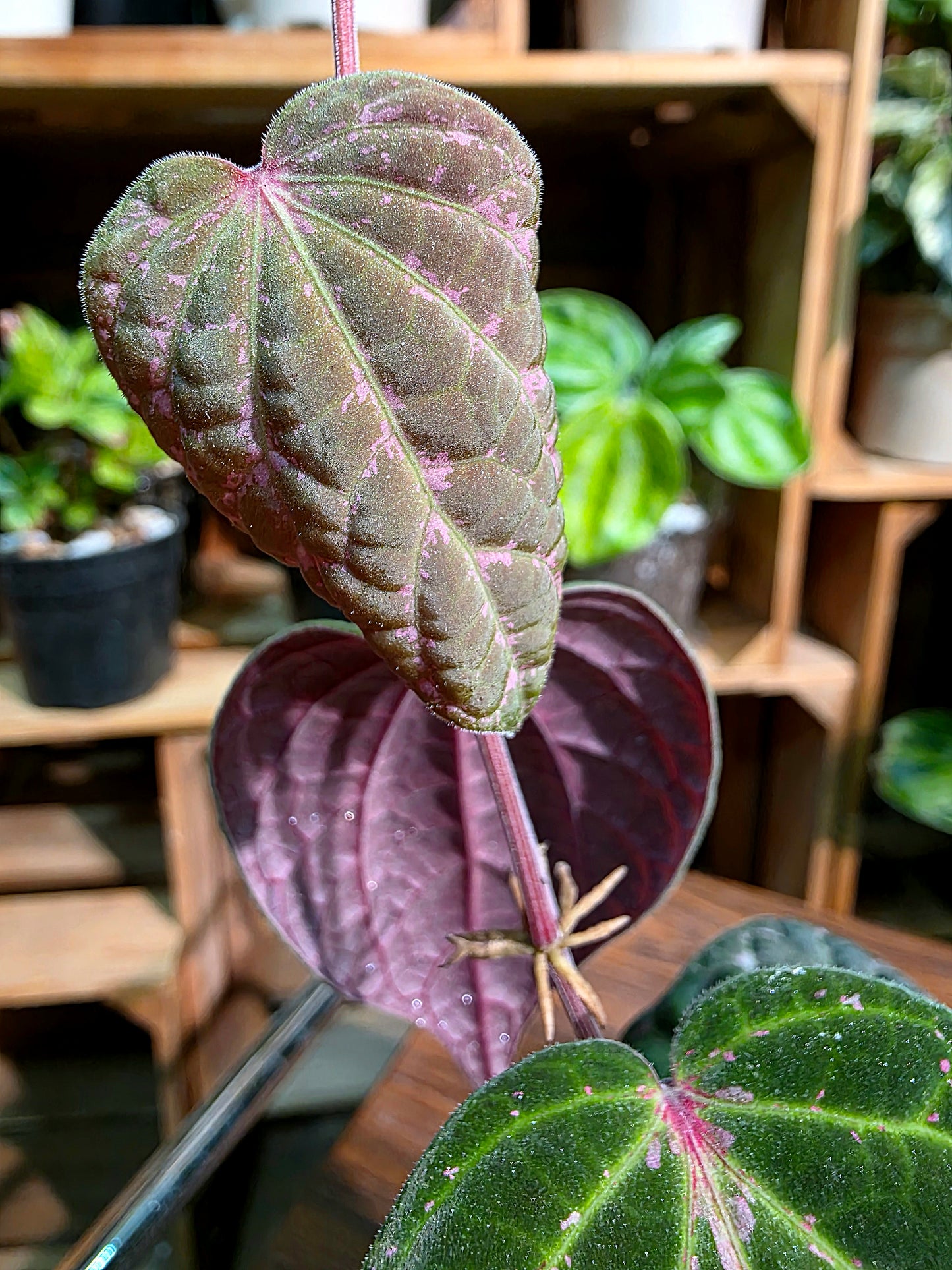 Piper porphyrophyllum 愛麗絲胡椒