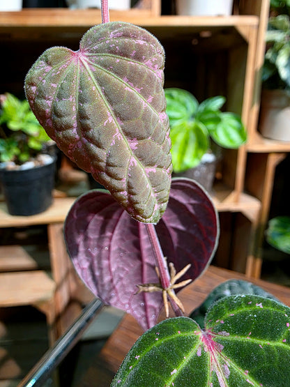 Piper porphyrophyllum 愛麗絲胡椒