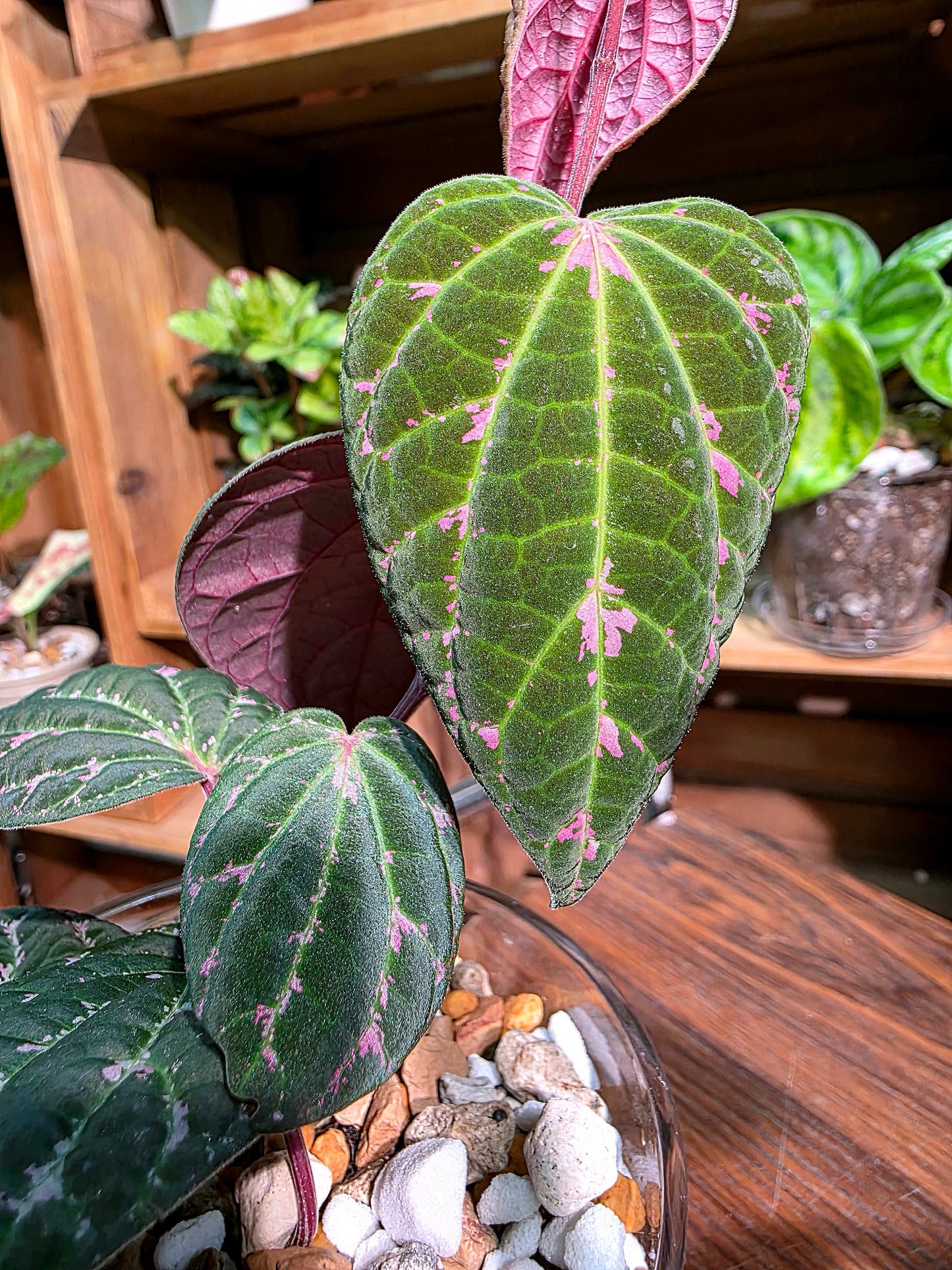 Piper porphyrophyllum 愛麗絲胡椒