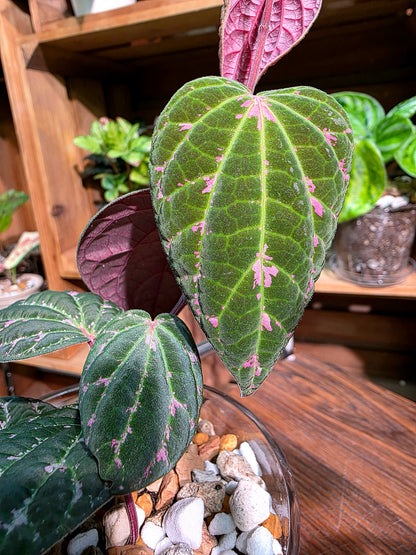 Piper porphyrophyllum 愛麗絲胡椒