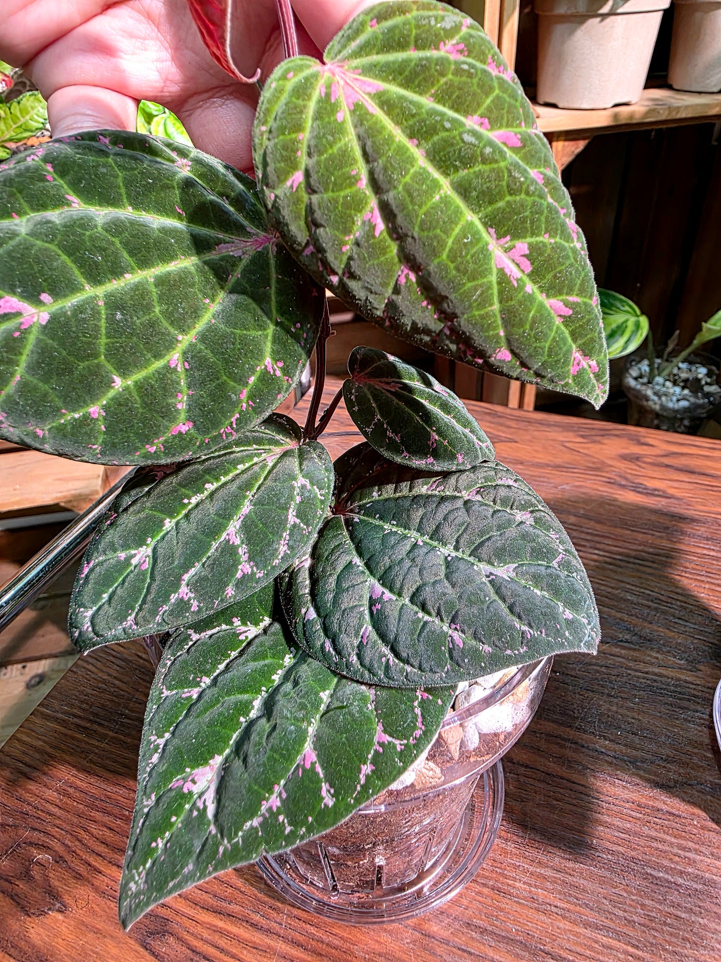Piper porphyrophyllum 愛麗絲胡椒
