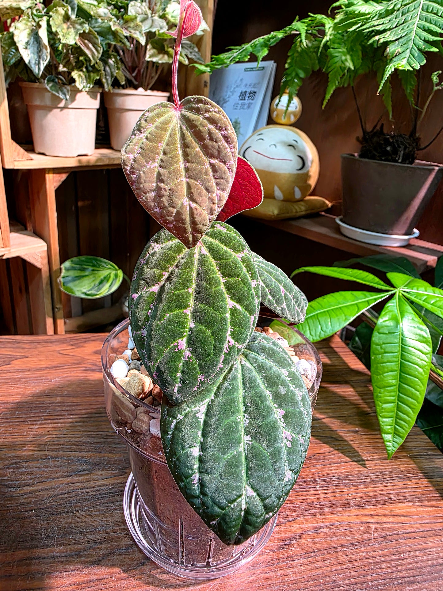 Piper porphyrophyllum 愛麗絲胡椒