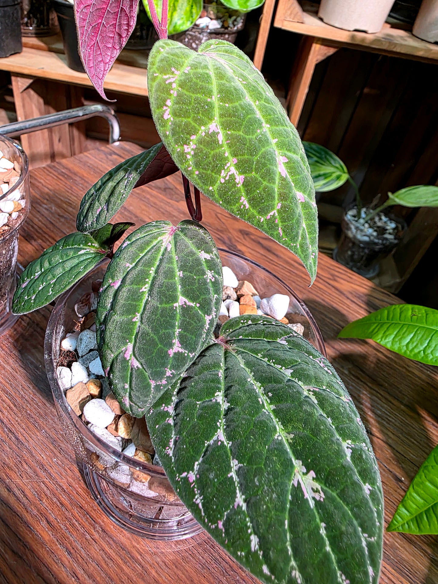 Piper porphyrophyllum 愛麗絲胡椒