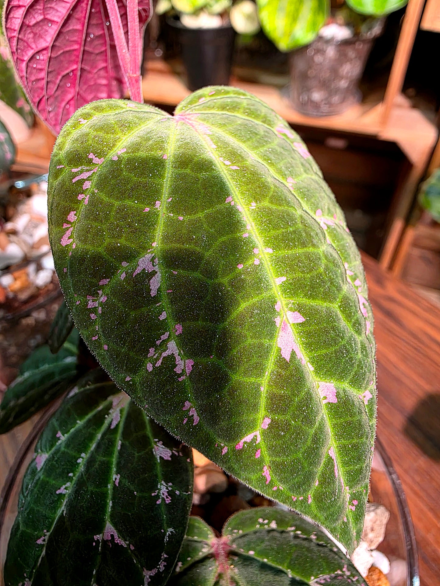 Piper porphyrophyllum 愛麗絲胡椒