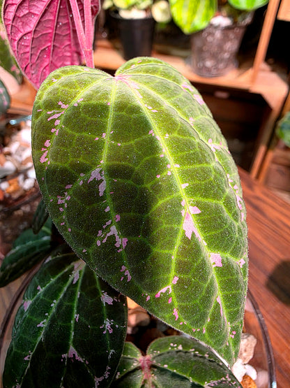 Piper porphyrophyllum 愛麗絲胡椒