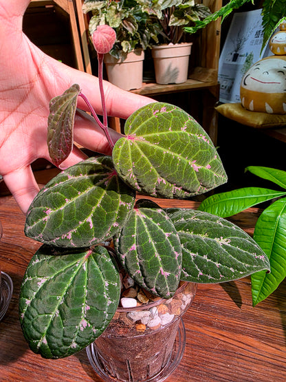 Piper porphyrophyllum 愛麗絲胡椒