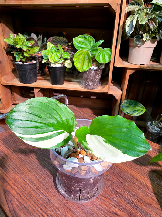 Kaempferia pulchra variegated 白斑孔雀姜