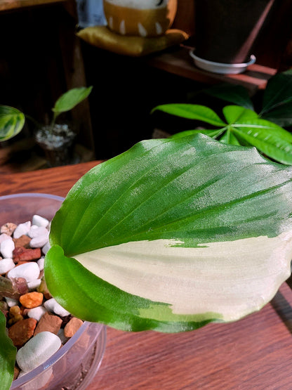 Kaempferia pulchra variegated 白斑孔雀姜