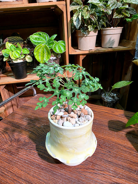 Adenia perrieri 雪花西番蓮