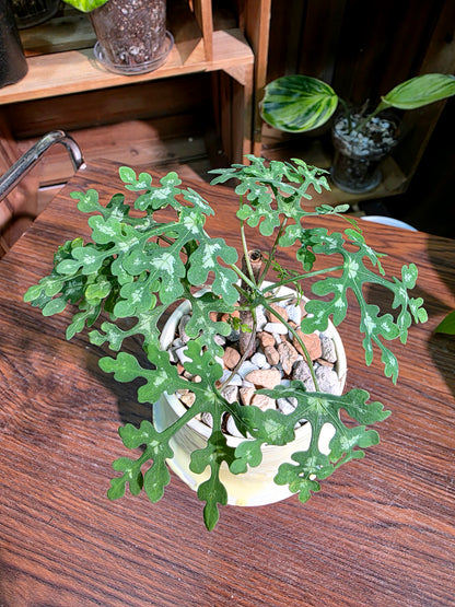 Adenia metamorpha 雪花西番蓮