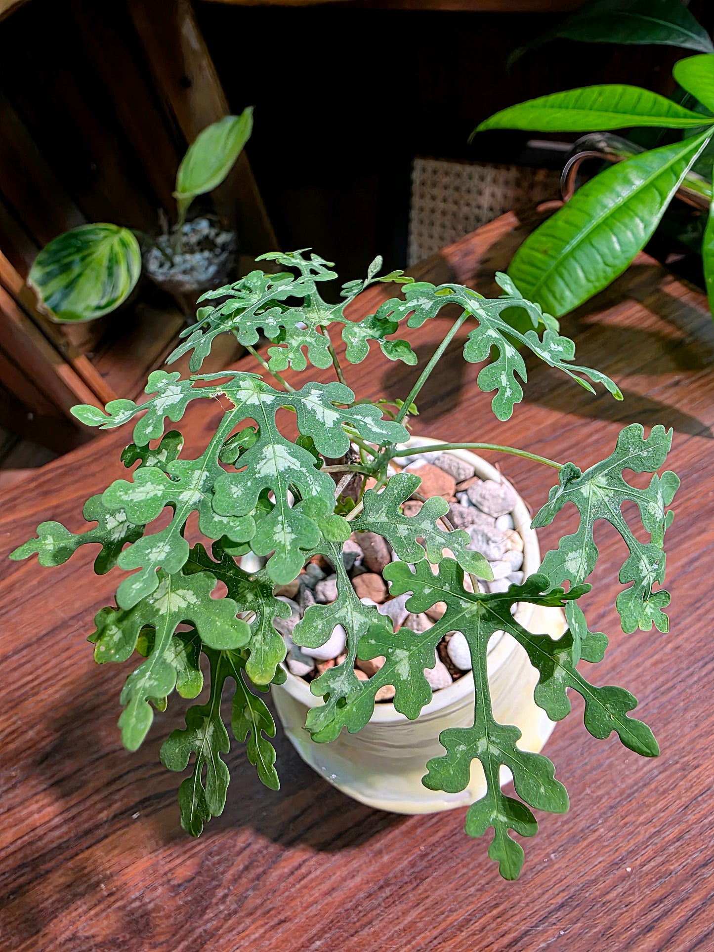 Adenia metamorpha 雪花西番蓮