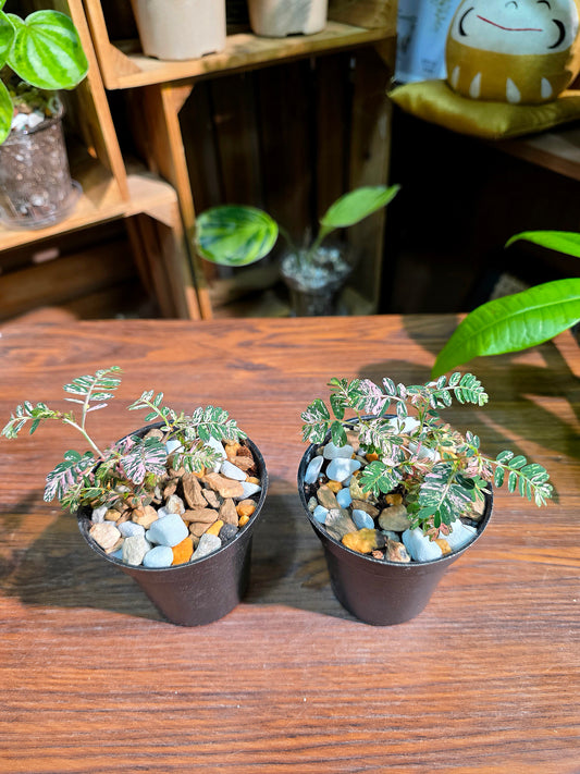 Phyllanthus urinaria variegated pink 粉斑葉下珠