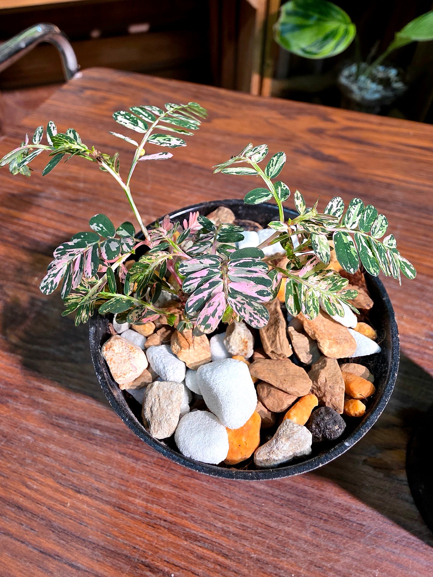Phyllanthus urinaria variegated pink 粉斑葉下珠