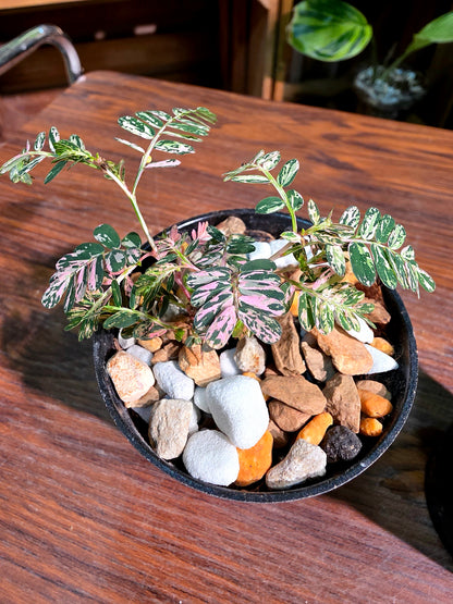 Phyllanthus urinaria variegated pink 粉斑葉下珠