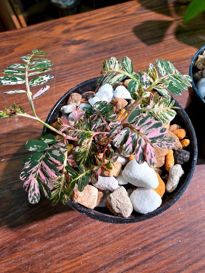 Phyllanthus urinaria variegated pink 粉斑葉下珠
