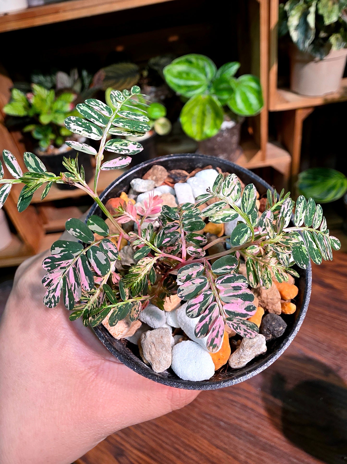 Phyllanthus urinaria variegated pink 粉斑葉下珠