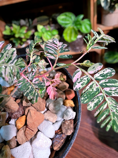 Phyllanthus urinaria variegated pink 粉斑葉下珠