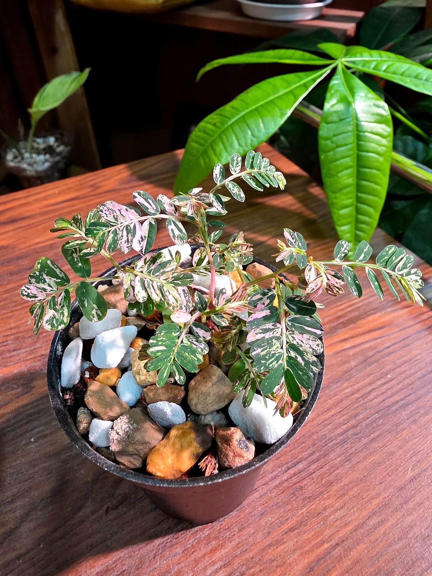 Phyllanthus urinaria variegated pink 粉斑葉下珠