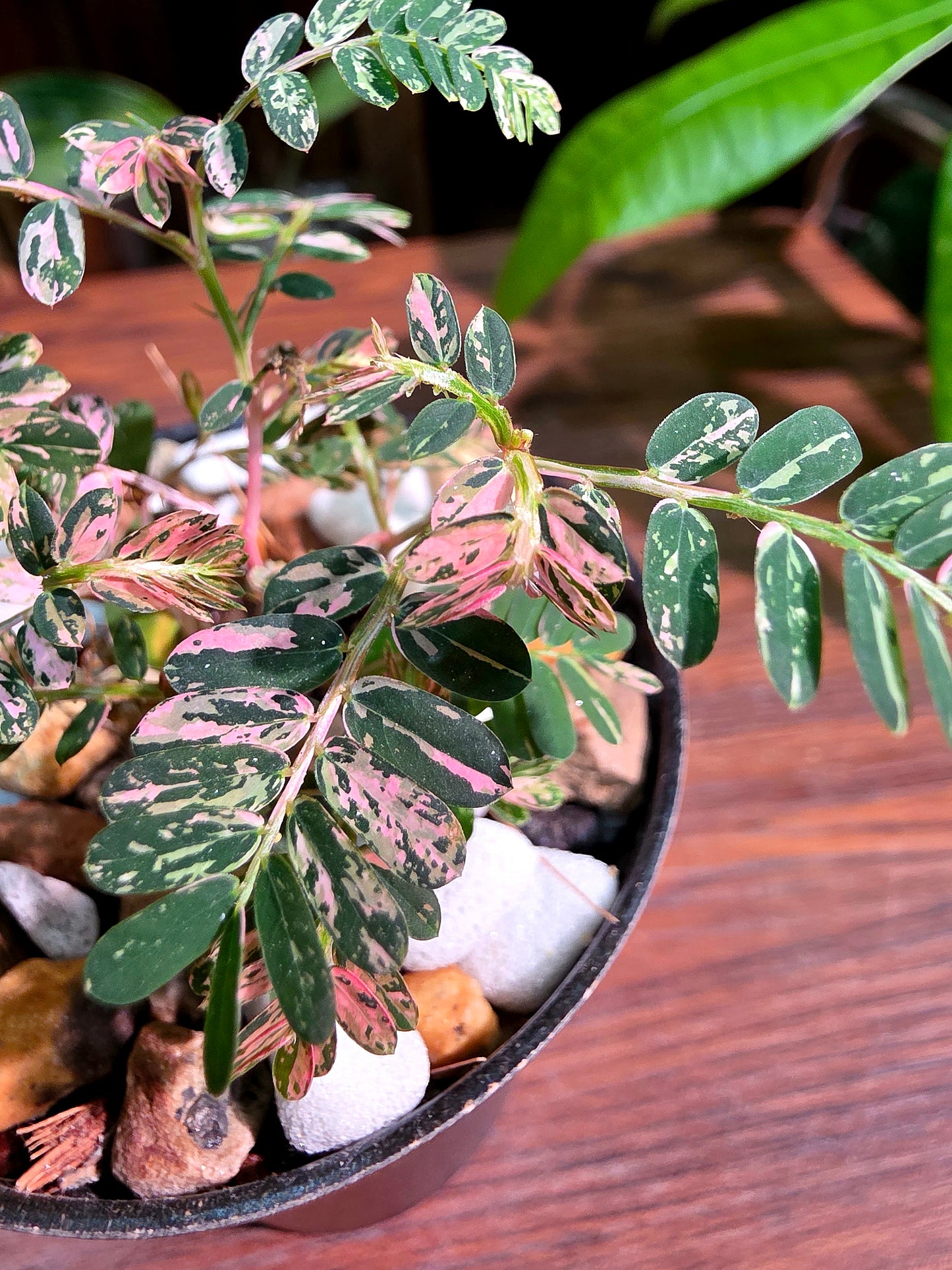 Phyllanthus urinaria variegated pink 粉斑葉下珠