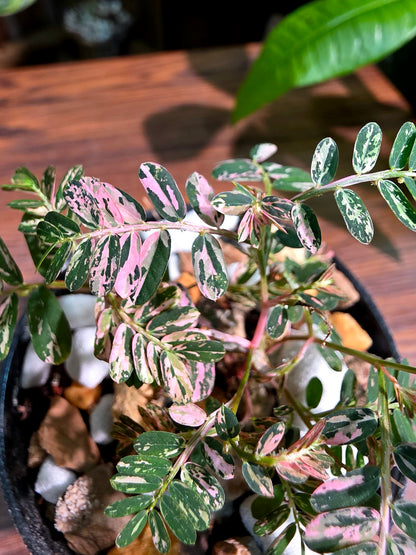 Phyllanthus urinaria variegated pink 粉斑葉下珠