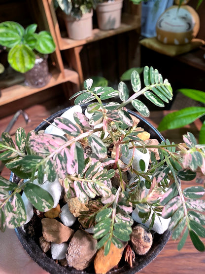 Phyllanthus urinaria variegated pink 粉斑葉下珠