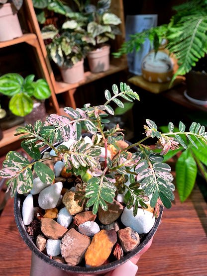 Phyllanthus urinaria variegated pink 粉斑葉下珠