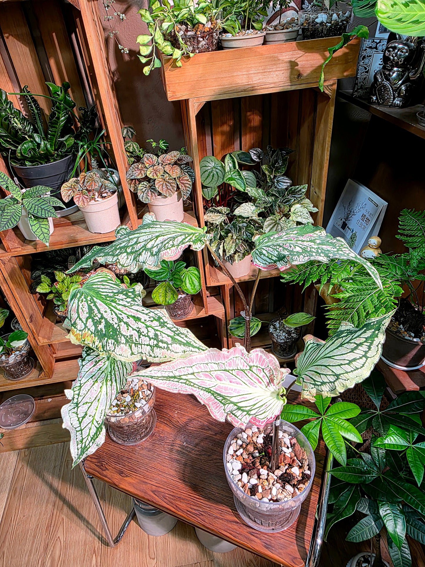 Caladium Pink Symphony