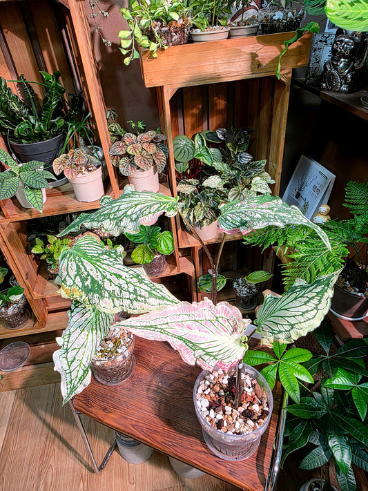 Caladium Pink Symphony 粉色和聲彩葉芋