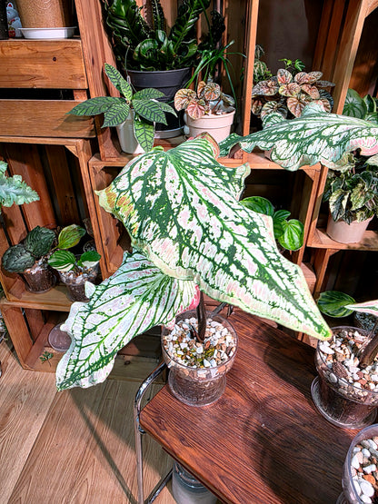 Caladium Pink Symphony