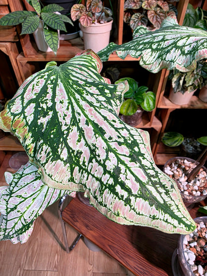 Caladium Pink Symphony