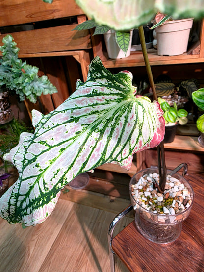 Caladium Pink Symphony