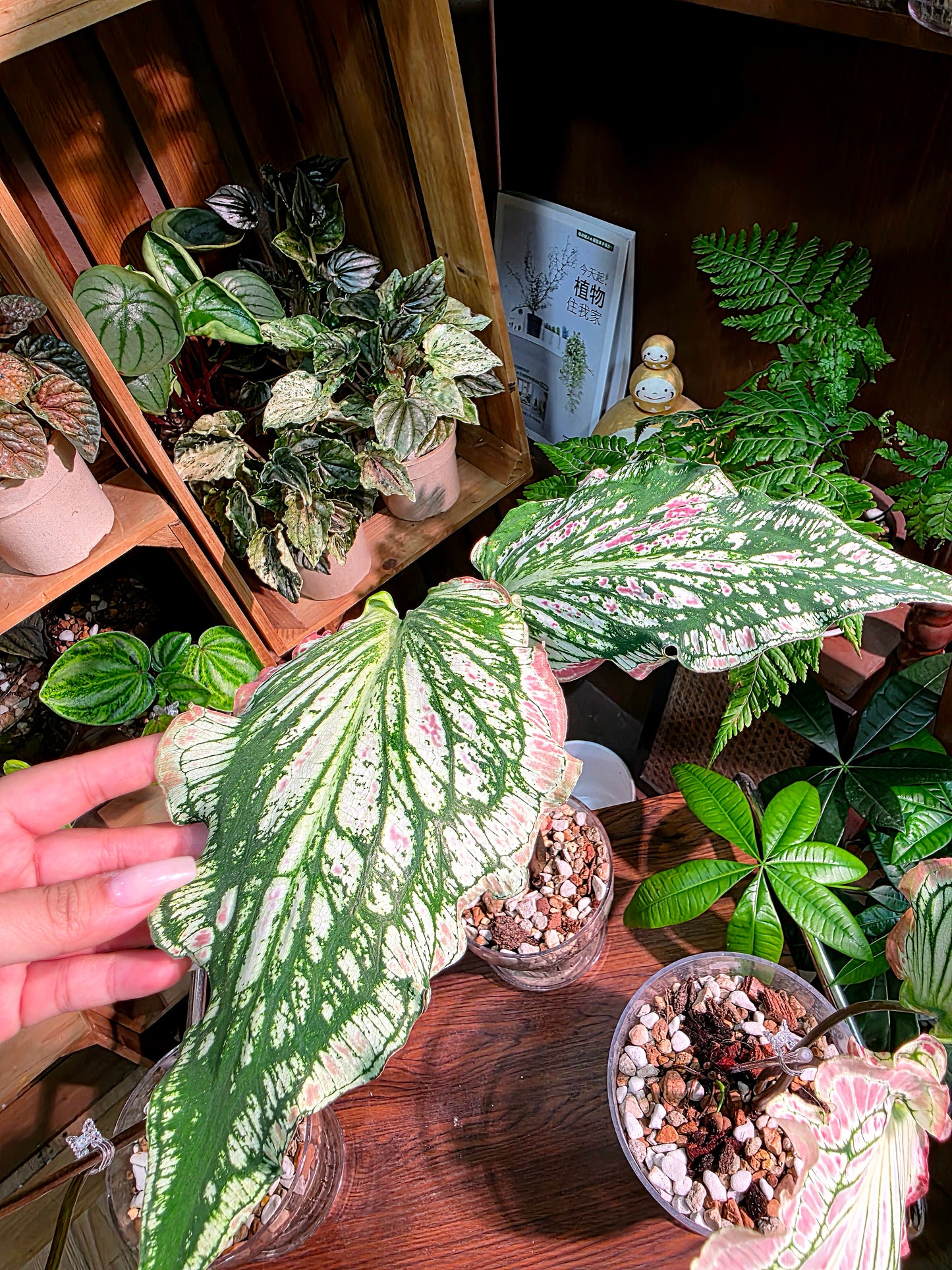Caladium Pink Symphony