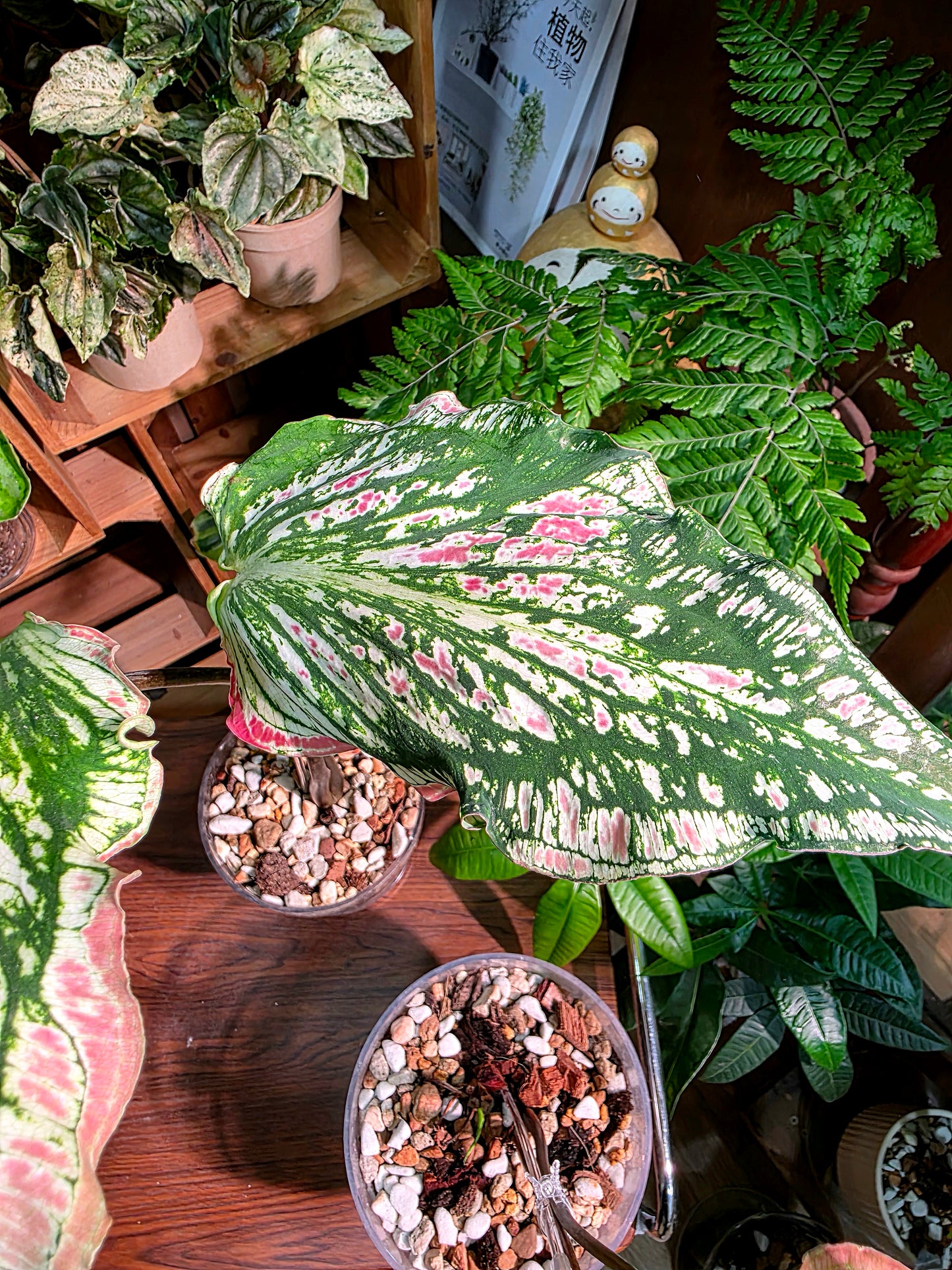 Caladium Pink Symphony