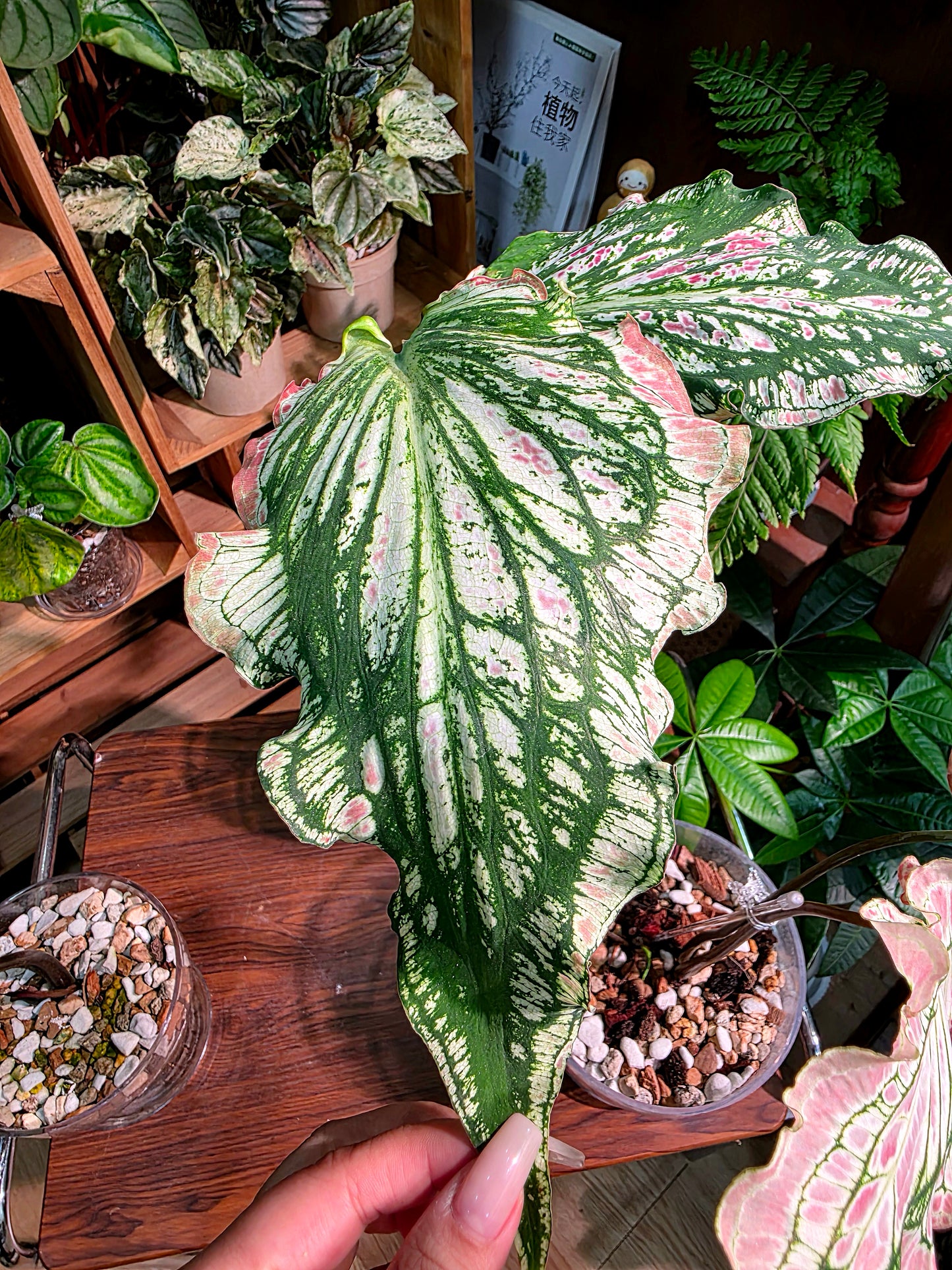 Caladium Pink Symphony