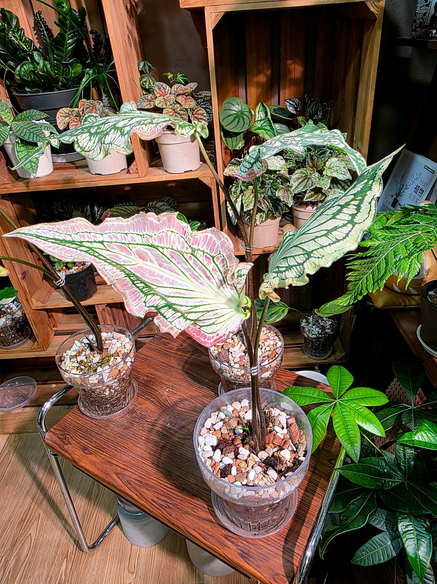 Caladium Pink Symphony