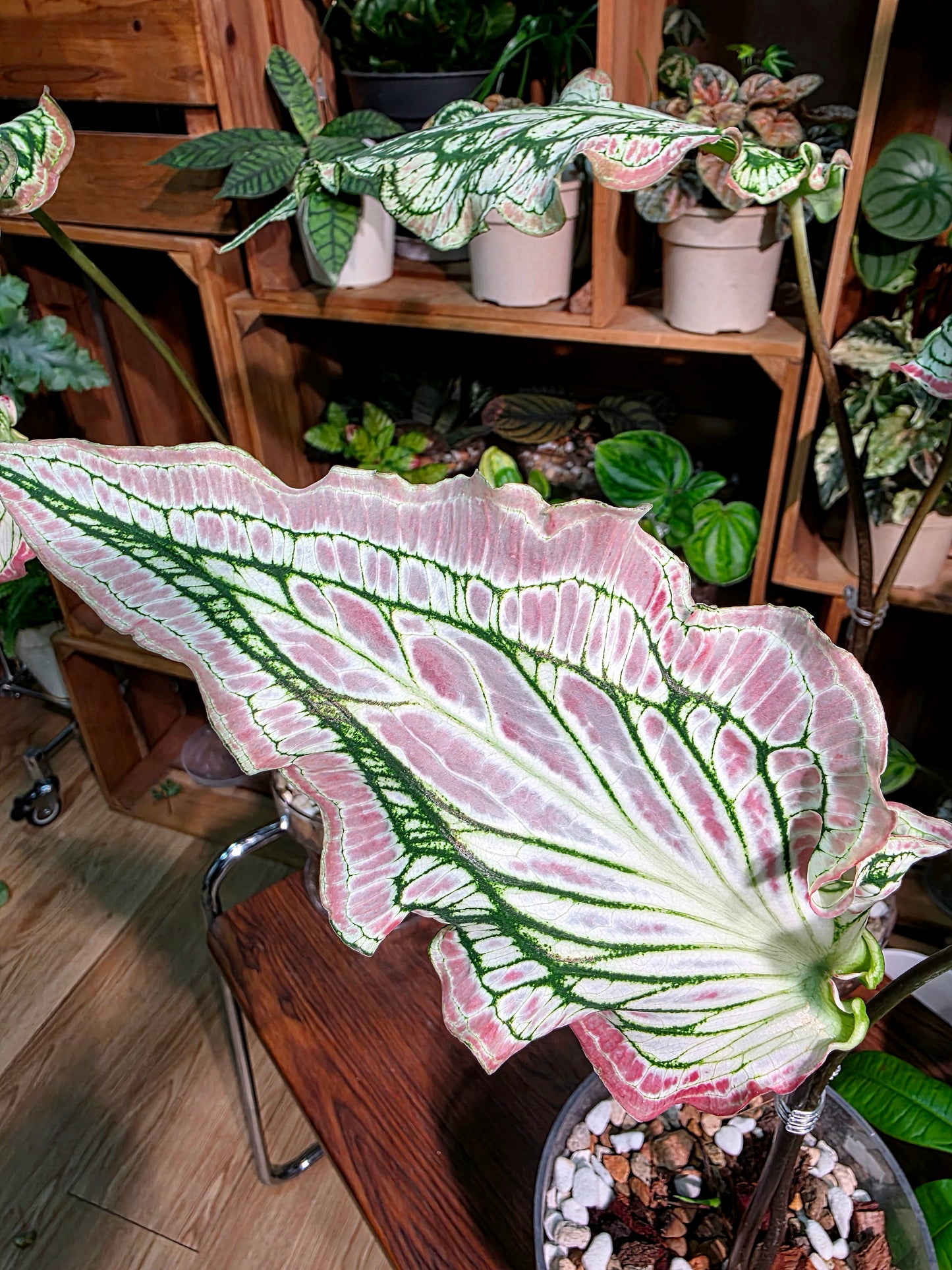 Caladium Pink Symphony