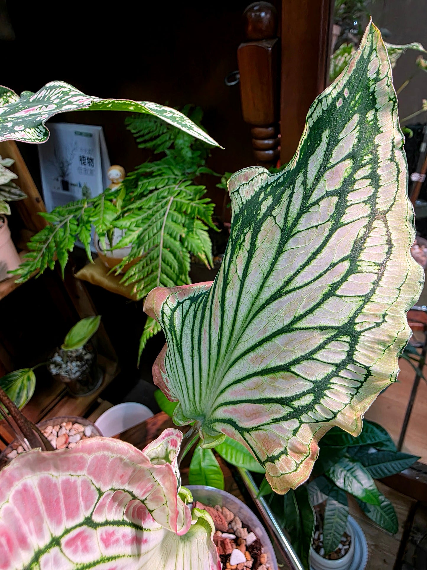 Caladium Pink Symphony