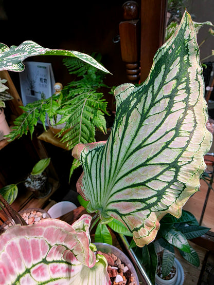 Caladium Pink Symphony