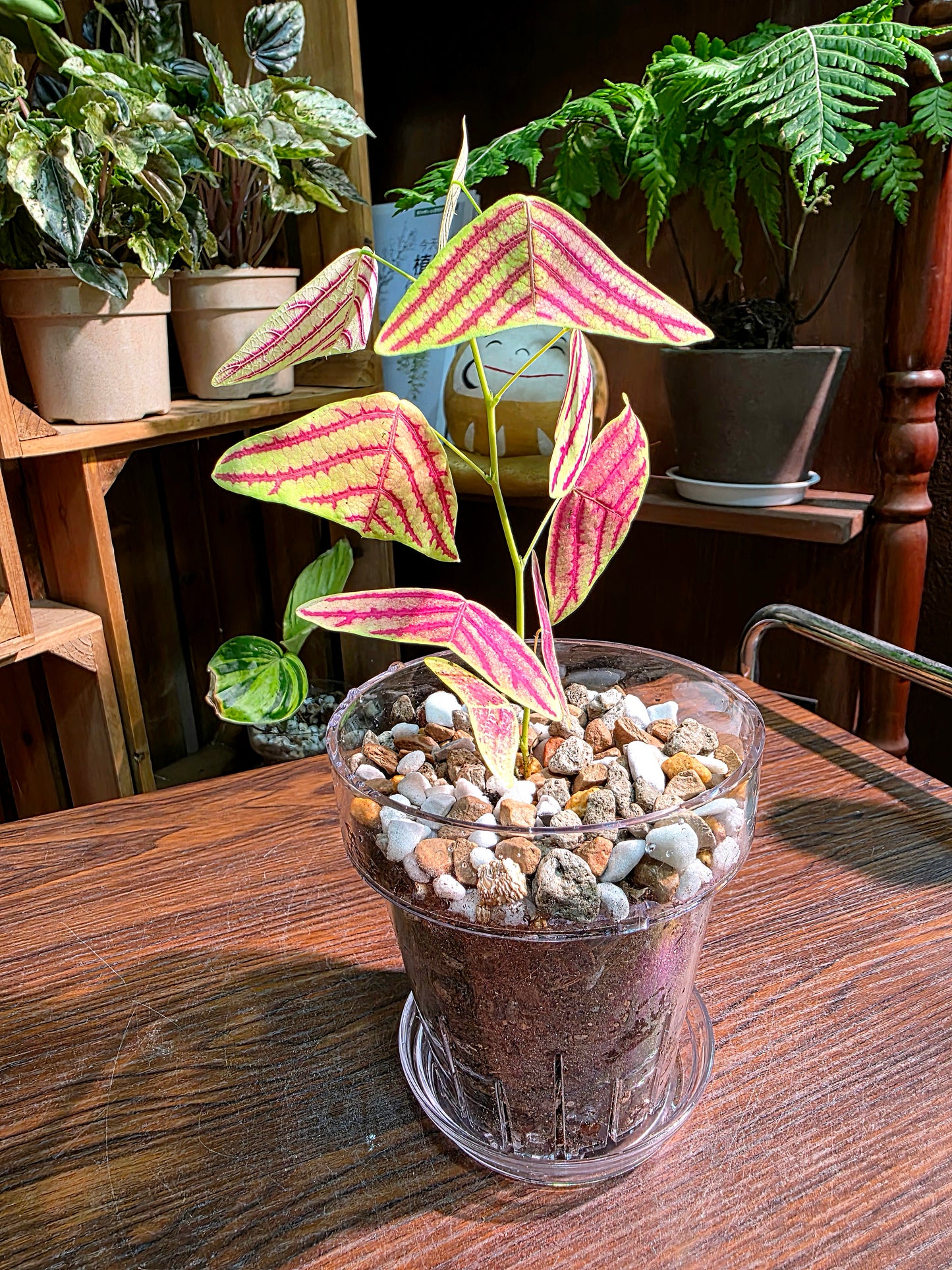 Christia vespertilionis 飛機草