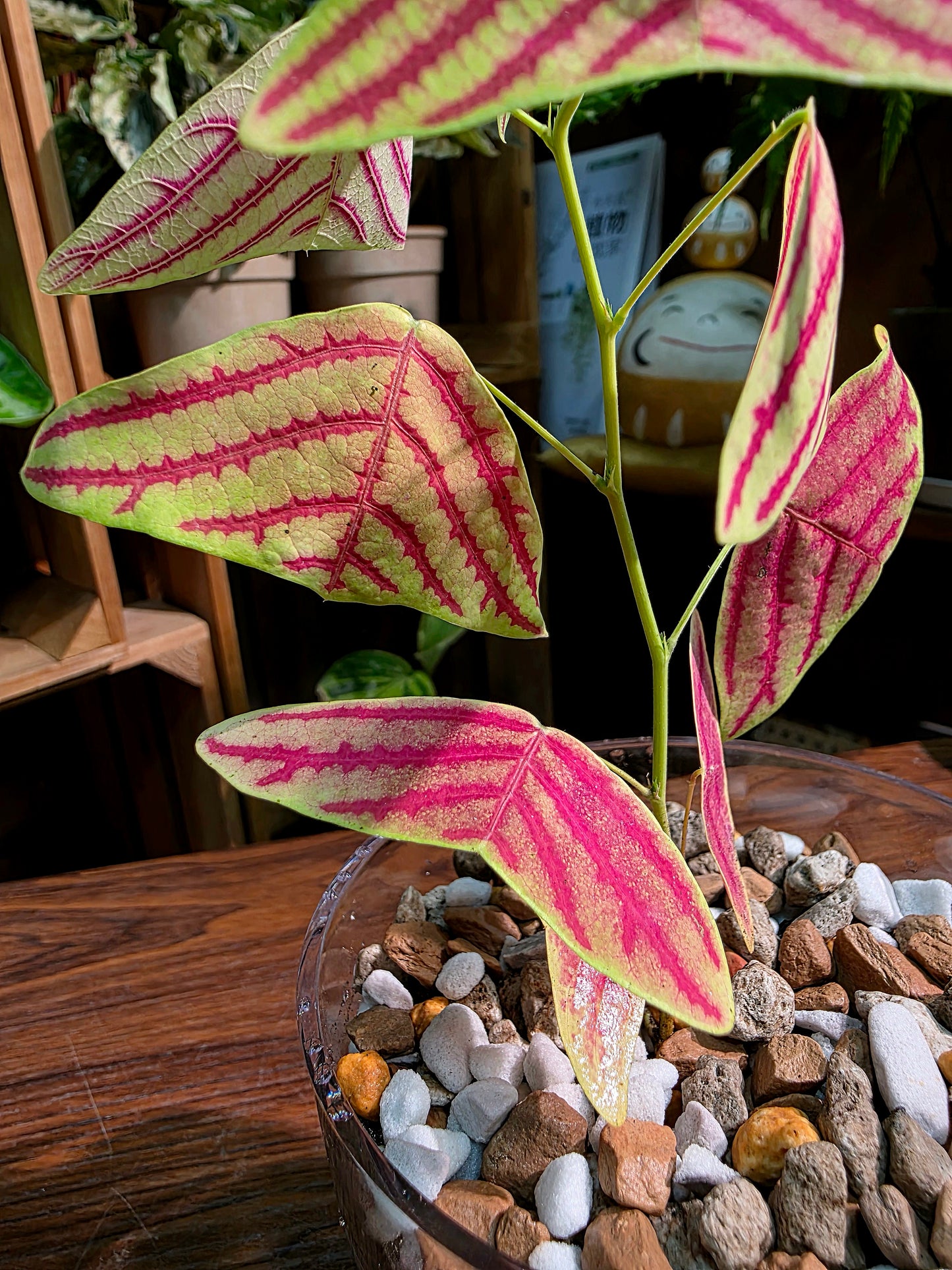Christia vespertilionis 飛機草