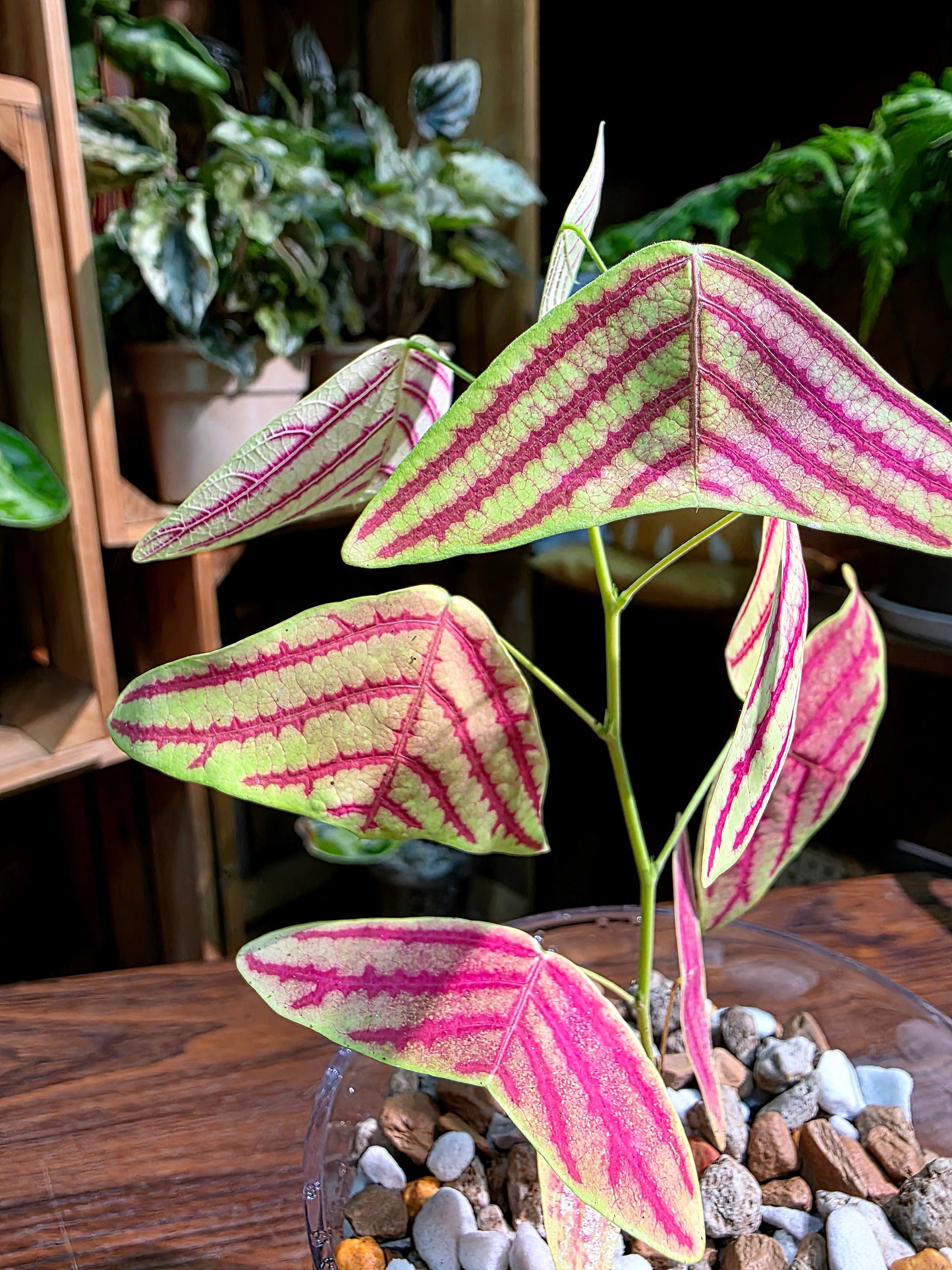 Christia vespertilionis 飛機草