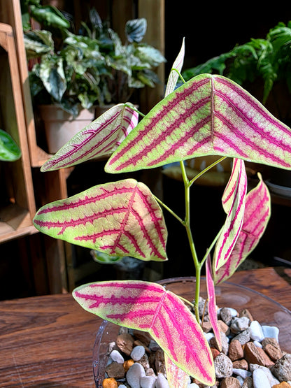Christia vespertilionis 飛機草