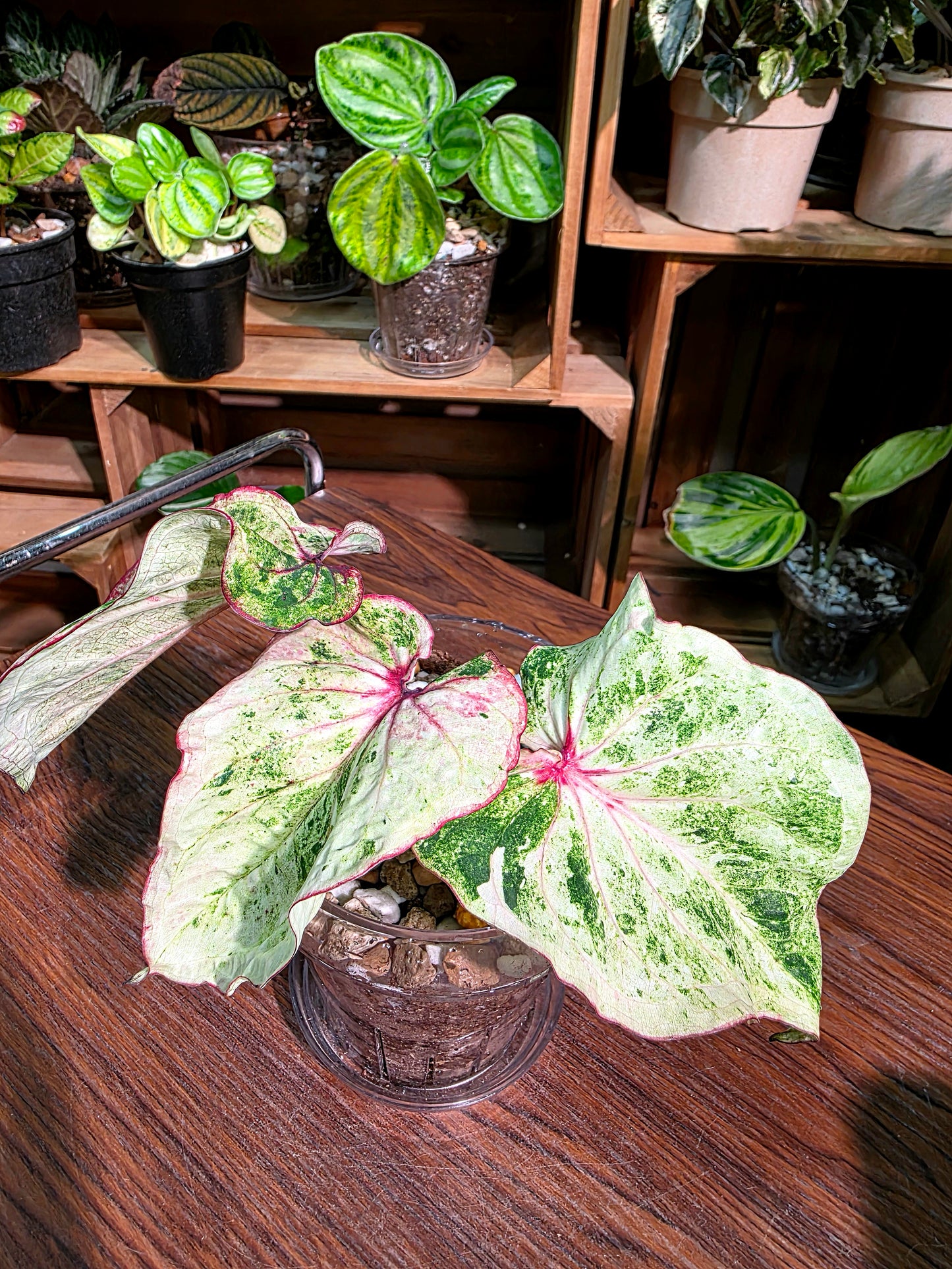 Caladium Thailand 泰國彩葉芋