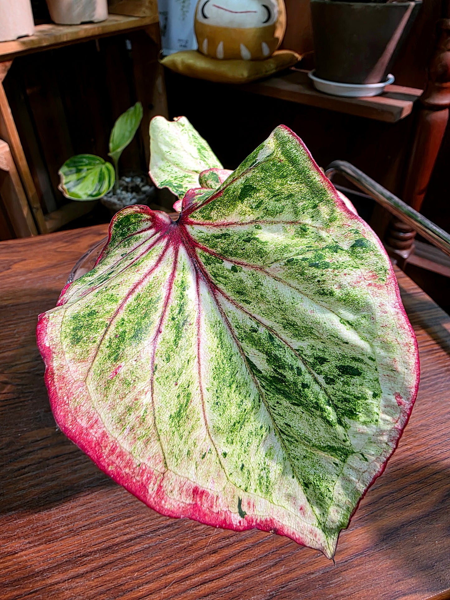 Caladium Thailand 泰國彩葉芋
