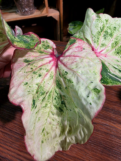 Caladium Thailand 泰國彩葉芋