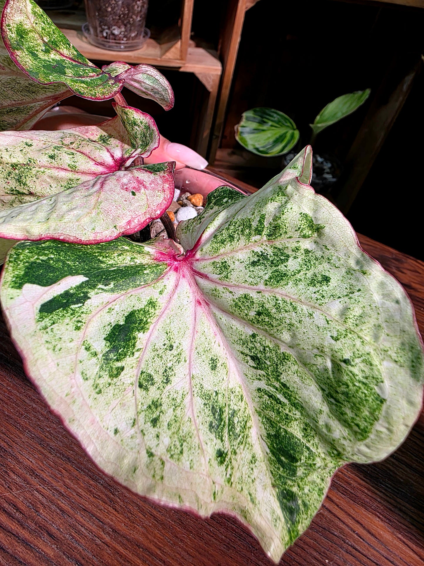Caladium Thailand 泰國彩葉芋