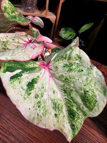 Caladium Thailand 泰國彩葉芋