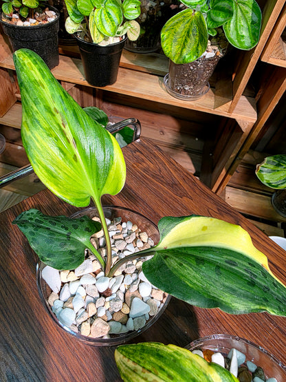 Drimiopsis kirkii variegated