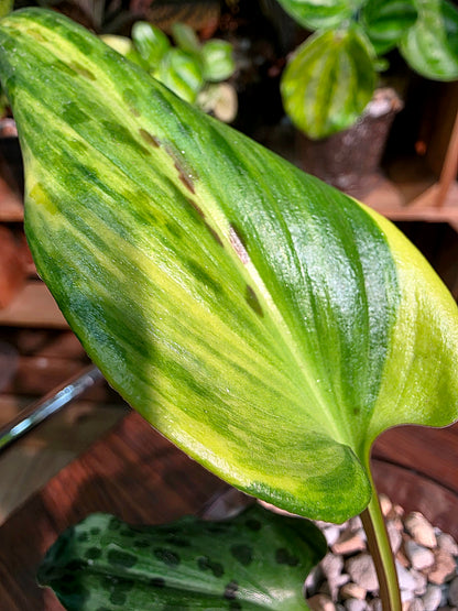 Drimiopsis kirkii variegated