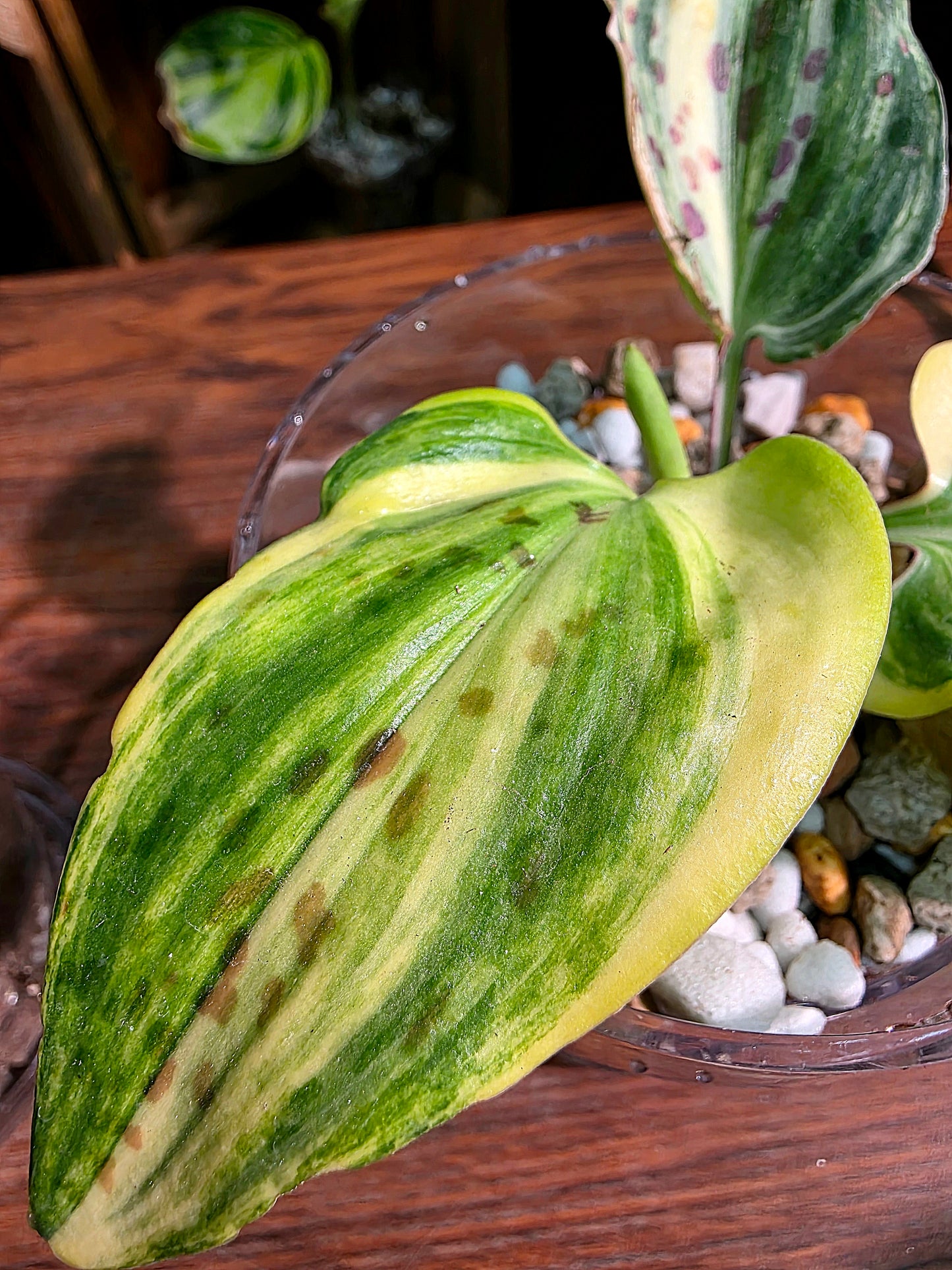 Drimiopsis kirkii variegated